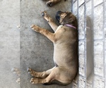 Small Photo #4 Bullmastiff-Cane Corso Mix Puppy For Sale in KILLEEN, TX, USA