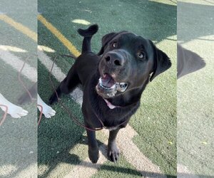 Blitzen- Stunning!  ** - Male Chesador Dog for Adoption - Photo #4
