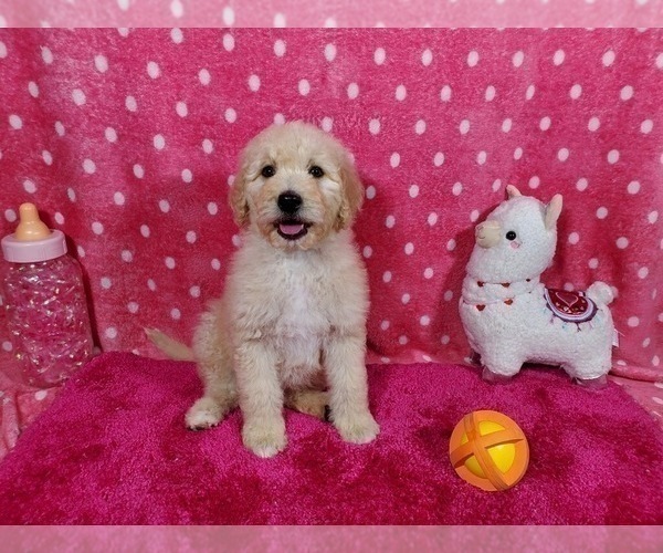 Medium Photo #3 Goldendoodle-Poodle (Standard) Mix Puppy For Sale in PEYTON, CO, USA