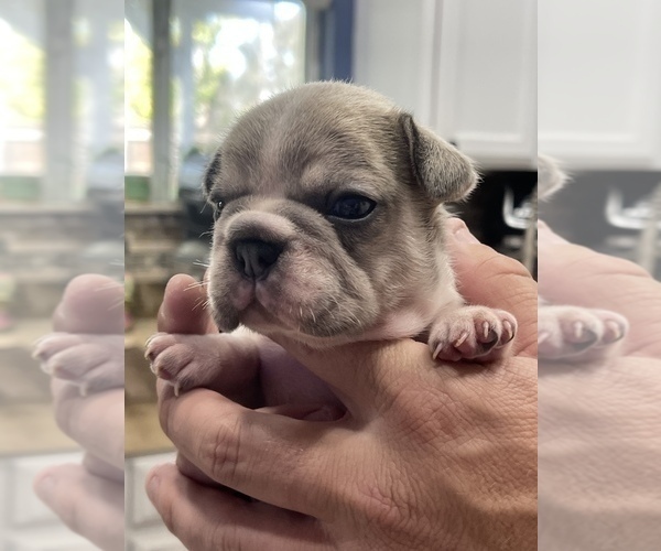 Full screen Photo #1 French Bulldog Puppy For Sale in FRESNO, CA, USA