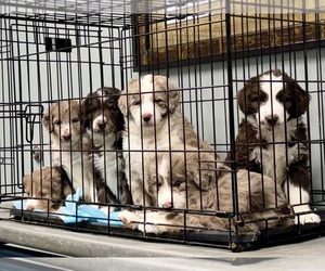 Aussiedoodle-Poodle (Standard) Mix Litter for sale in WILLIAMSTON, NC, USA