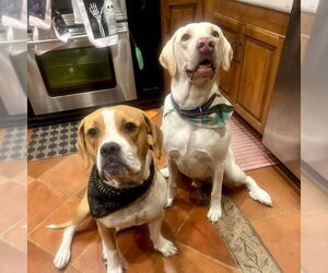 Millie - Female American Staffordshire Terrier-Boxer Mix Dog for Adoption - Photo #8