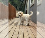 Small Photo #1 English Cream Golden Retriever-Goldendoodle Mix Puppy For Sale in AUBURN, CA, USA