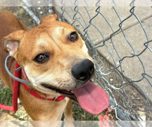 Medium Photo #2 Mutt Puppy For Sale in Tulsa, OK, USA