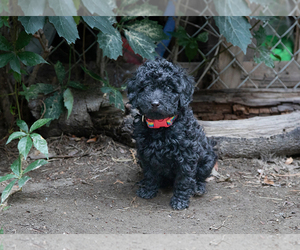 Poodle (Miniature) Puppy for sale in WEST RICHLAND, WA, USA