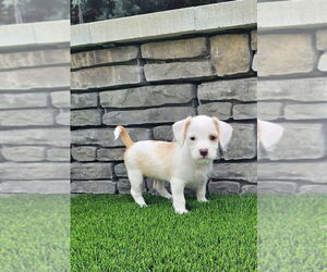 Chihuahua-Unknown Mix Dogs for adoption in Mooresville, NC, USA