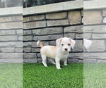 Small Chihuahua Mix