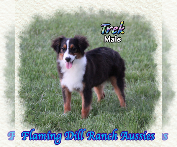Medium Photo #1 Miniature Australian Shepherd Puppy For Sale in FORESTBURG, TX, USA