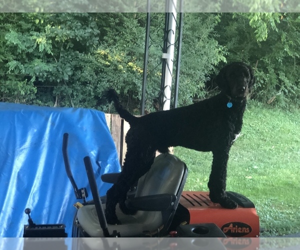 Medium Photo #1 Poodle (Standard) Puppy For Sale in FRANKFORT, KY, USA
