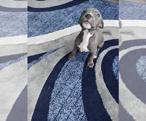 Affenpinscher-American Pit Bull Terrier Mix Puppy for sale in ORLO VISTA, FL, USA