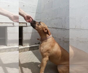 Medium Black Mouth Cur