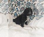 Small Photo #3 Aussiedoodle Puppy For Sale in LEWISBURG, KY, USA
