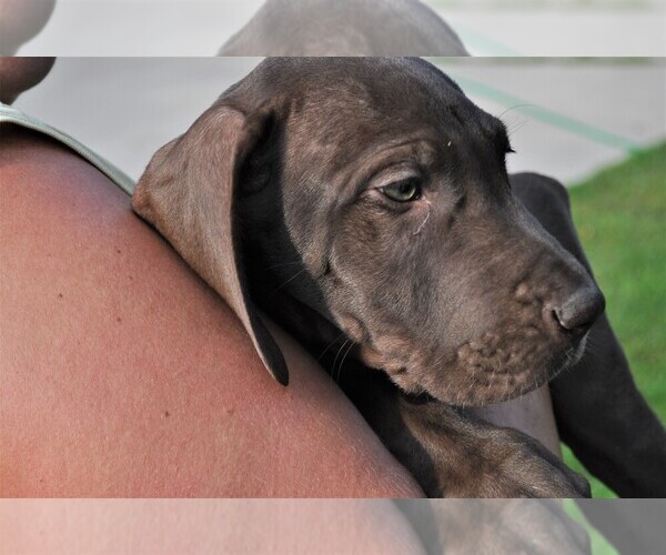 Medium Photo #6 Great Dane Puppy For Sale in BANGOR, WI, USA