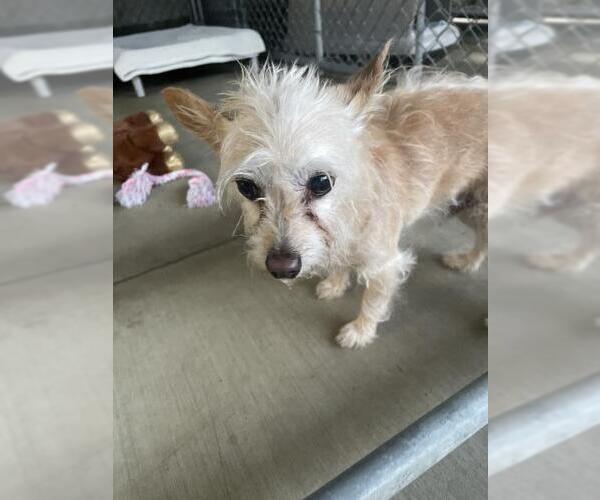 Medium Photo #1 Mutt Puppy For Sale in Redlands, CA, USA