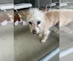 Mutt Dogs for adoption in Redlands, CA, USA