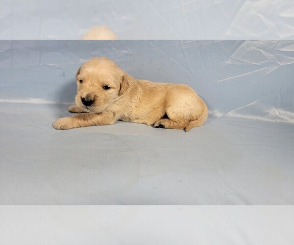Medium Photo #2 Golden Retriever Puppy For Sale in BLACK FOREST, CO, USA