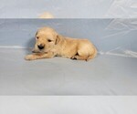 Small #1 Golden Retriever