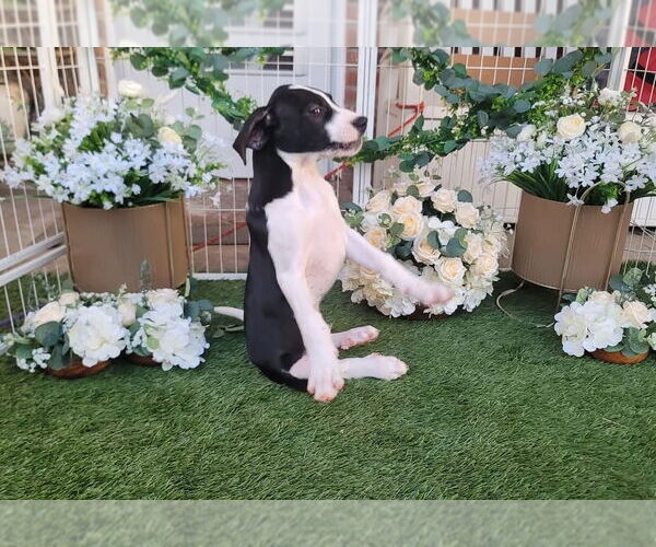Medium Photo #10 Great Pyrenees Puppy For Sale in Spring, TX, USA