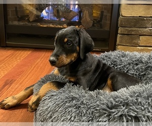 Doberman Pinscher Puppy for sale in NOBLESVILLE, IN, USA