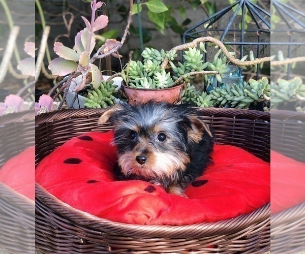 Medium Photo #4 Yorkshire Terrier Puppy For Sale in LOS ANGELES, CA, USA