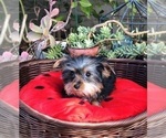 Small Photo #4 Yorkshire Terrier Puppy For Sale in LOS ANGELES, CA, USA