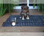 Small #2 Miniature American Shepherd