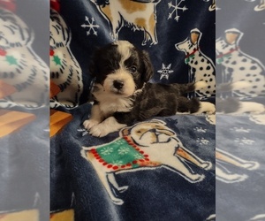 Pembroke Welsh Corgi-Poodle (Miniature) Mix Puppy for sale in LEBANON, MO, USA