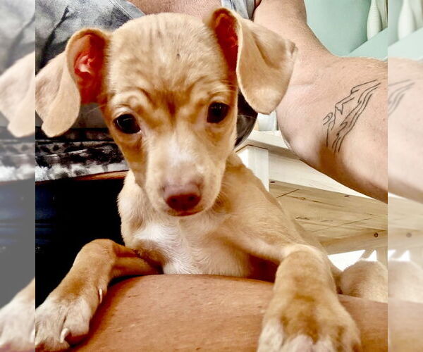 Medium Photo #7 Chiweenie Puppy For Sale in San Juan Capistrano, CA, USA