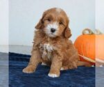 Molly - Female Goldendoodle (Miniature) Puppy for Sale - Photo #3