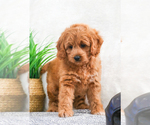 Small Photo #8 Goldendoodle Puppy For Sale in SYRACUSE, IN, USA