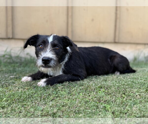 Medium Photo #4 Mutt Puppy For Sale in PIPE CREEK, TX, USA