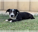Small #3 Mutt
