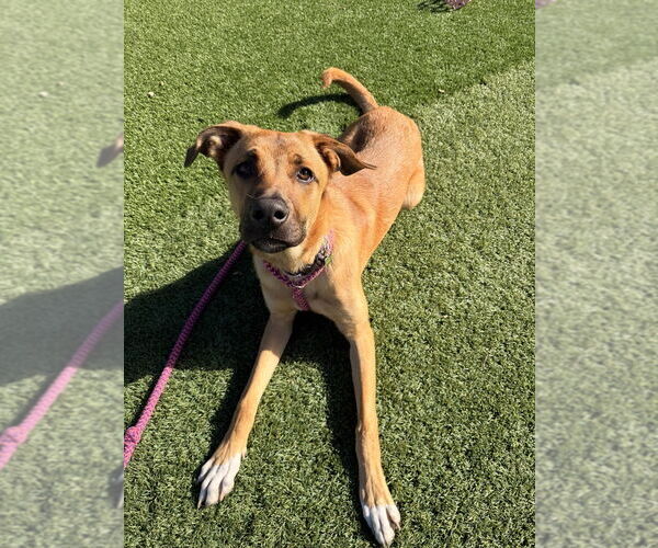 Medium Photo #9 Mutt Puppy For Sale in Salinas, CA, USA