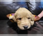 Small Photo #21 Golden Retriever Puppy For Sale in CHIMACUM, WA, USA