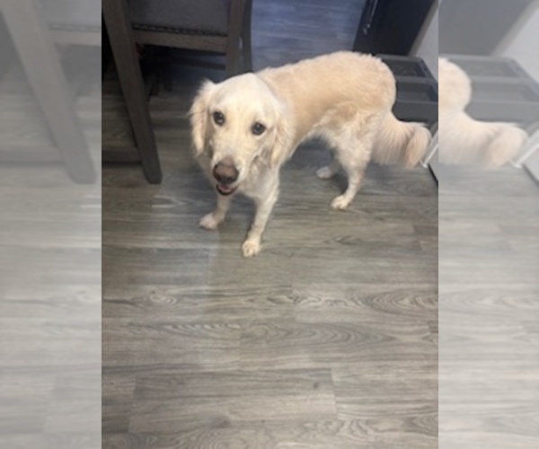 Medium Photo #1 English Cream Golden Retriever Puppy For Sale in PEORIA, AZ, USA