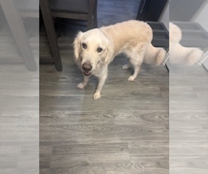 English Cream Golden Retriever Puppy for sale in PEORIA, AZ, USA