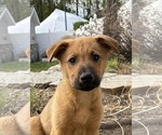 Small #1 German Shepherd Dog Mix