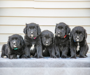 Golden Mountain Dog Litter for sale in NAPPANEE, IN, USA