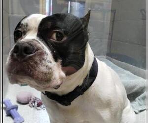 American French Bull Terrier Dogs for adoption in Alameda, CA, USA