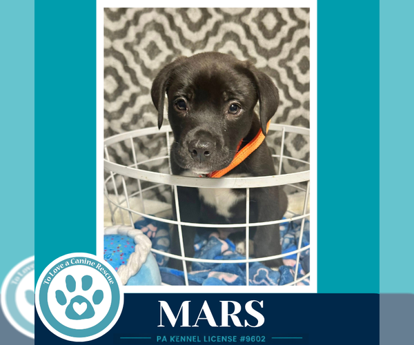 Medium Photo #4 Labrador Retriever-Unknown Mix Puppy For Sale in Kimberton, PA, USA