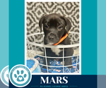 Small #3 Labrador Retriever Mix