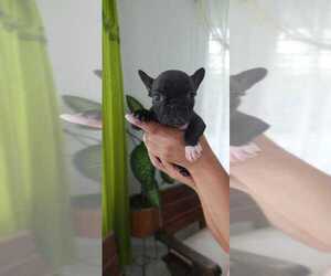 French Bulldog Puppy for sale in MIAMI, FL, USA