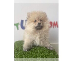 Pomeranian Puppy for sale in LIBERTY, TX, USA