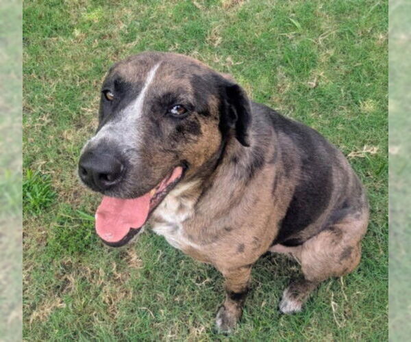 Medium Photo #1 Catahoula Leopard Dog Puppy For Sale in Plano, TX, USA