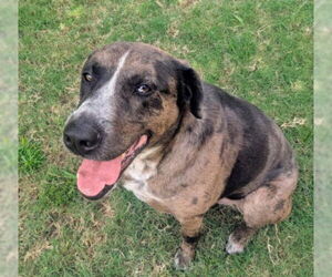 Catahoula Leopard Dog Dogs for adoption in Plano, TX, USA
