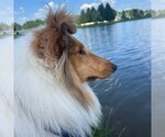 Small #1 Collie