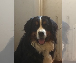 Father of the Bernese Mountain Dog puppies born on 08/04/2019