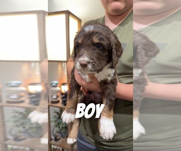 Medium Photo #3 Aussiedoodle-Bernedoodle Mix Puppy For Sale in LOGAN, OH, USA
