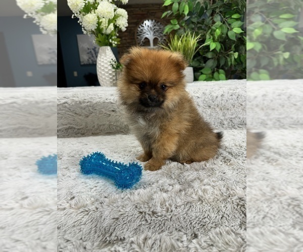 Medium Photo #1 Pomeranian Puppy For Sale in GREENFIELD, IN, USA