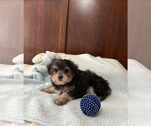 Maltipoo-Yorkshire Terrier Mix Puppy for sale in BENSON, NC, USA